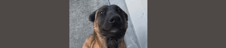 perrito